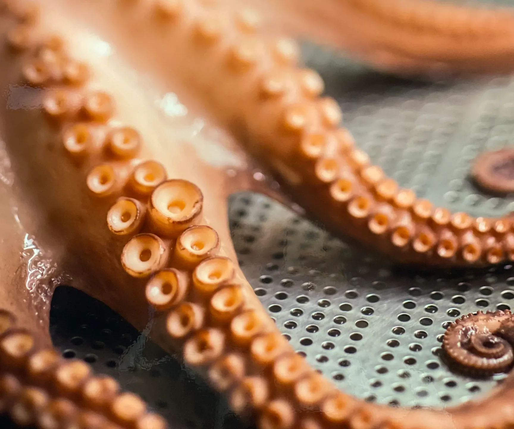 Tentacules d'un poulpe posés sur une surface perforée sous l'eau